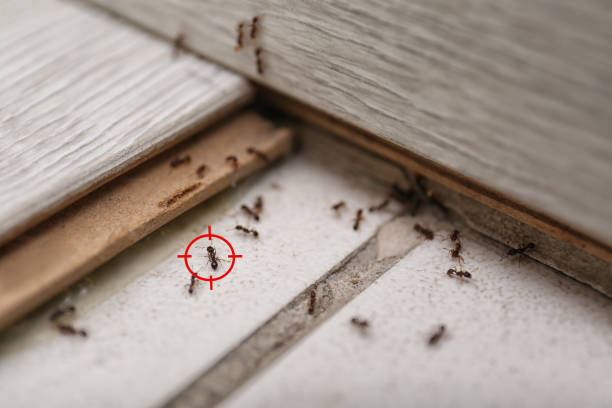 Best Wasp Removal Services  in Westfield, WI