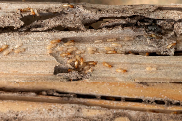 Best Exterminator Services  in Westfield, WI